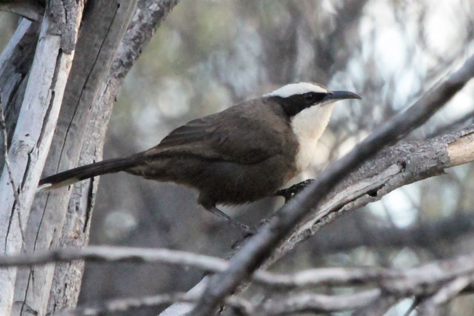 Hall's Babbler (Pomatostomus halli)